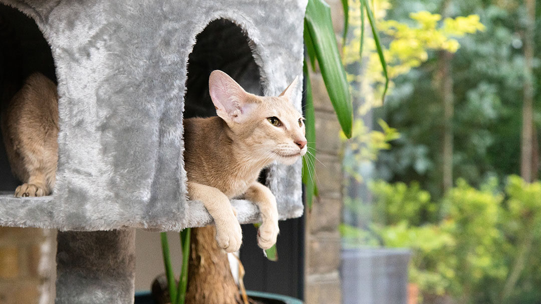 Cat proof sales your house